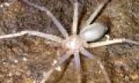 Detecting eyeless spiders