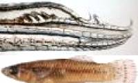 Detecting fish species capable of