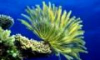Detecting fossil controversy: Aliens or sea creatures?