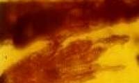 Detecting fossil geckos in the oldest amber