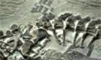 Detecting fossil prehistoric monsters died during childbirth