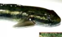 Detecting goby fish 'swimming' against the waterfall