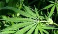 Detecting hormones that are resistant to irritation from marijuana