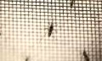 Detecting how Zika virus causes small head disease