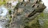 Detecting huge crocodiles, swallowing people