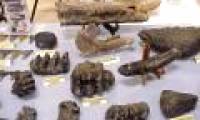 Detecting large amounts of mollusc bio-fossils