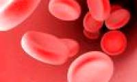 Detecting molecule Bim cut blood supply nourishing cancer cells