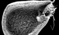 Detecting new carnivorous plants