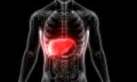 Detecting new cells can regenerate the liver