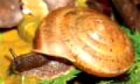 Detecting new snails in Taiwan