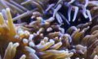 Detecting painkillers in the poison of anemones