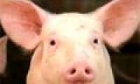 Detecting pigs also know empathy as humans
