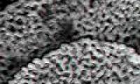 Detecting plant fossils 240 million years