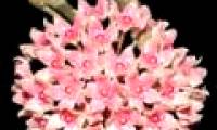 Detecting plant species of peach tree