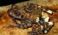 Detecting rare amphibian reptiles in Quang Ngai