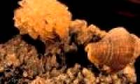 Detecting sea snail species raising children 'enemy'