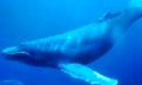 Detecting secret communication methods of humpback whales