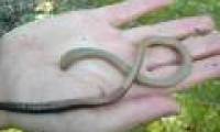 Detecting small snake-like earthworm in Scotland
