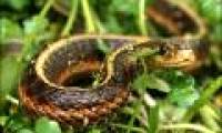 Detecting snakes has a sixth sense
