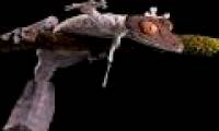 Detecting species of geckos stripped like fish, reddish like mice