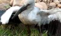Detecting strange birds first appeared in Muong Nhe