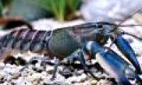 Detecting strange colorful shrimp