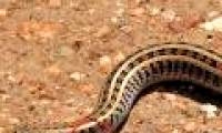 Detecting strange creatures half a snake lizard half