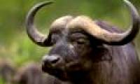 Detecting the region of genes that control domestication in animals