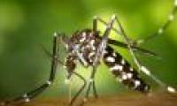 Detecting the second mosquito carrying Zika virus