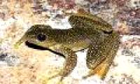 Detecting tooth toads, frogs clinging to rare yellow spotted stone in Lao Cai