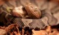 Detecting two-headed poisonous snakes in the American garden