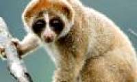 Detecting venomous monkeys in Southeast Asia