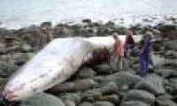 Detecting whale carcass 17m long