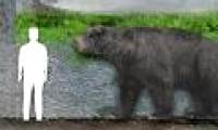 Detection of bear fossils dating to 120,000 years in Argentina