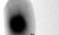 Detection of BW-1 virus eating sulfate and producing 2 different types of magnetic beads