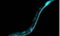 Detection of cancer by worms and urine