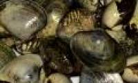 Detection of cancer infection in clam oysters