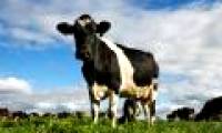 Detection of cows capable of combating HIV