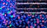 Detection of DNA mosaic structure