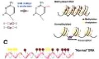 Detection of enzymes involved in early cancer