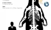 Detection of giant bear fossils