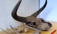 Detection of giant cow skull