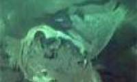Detection of giant marine animal graves