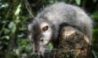 Detection of giant mice in Papua New Guinea