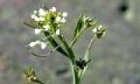 Detection of growth stimulant inhibitors