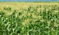 Detection of multi-disease resistant genes on corn leaves