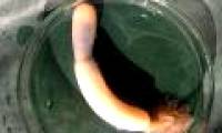 Detection of penis worms with super terrible teeth