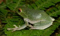 Detection of tree frogs and brown dwarf frogs in Vietnam
