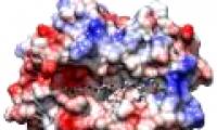 Detection of variant HLA-B gene that helps to block HIV