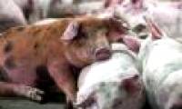 Detection of viruses causing diarrhea in pigs is likely to infect humans
